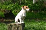 JACK RUSSEL 414